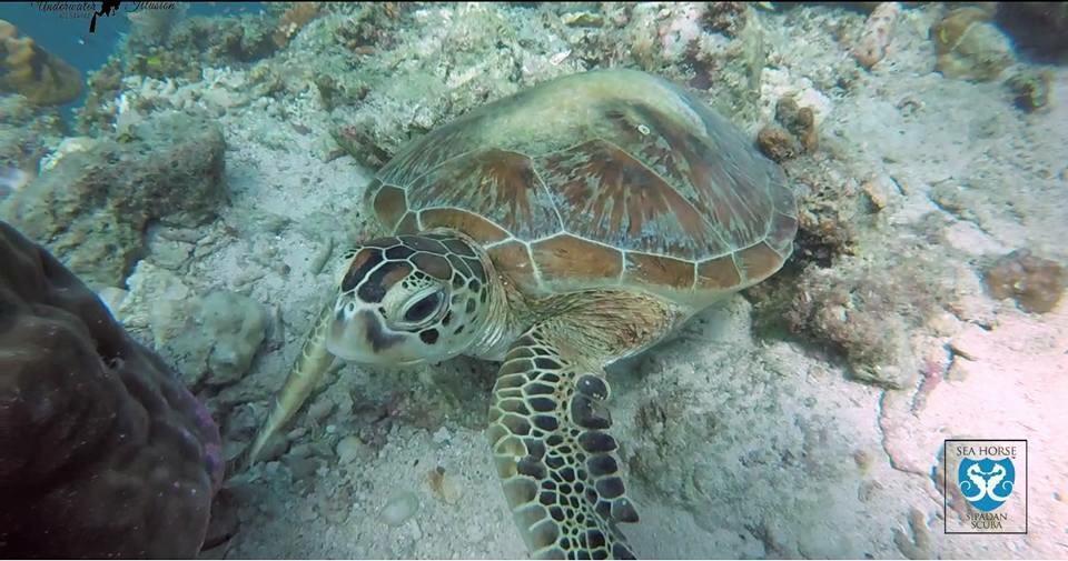 Sipadan Micro Dive Otel Mabul Island Dış mekan fotoğraf