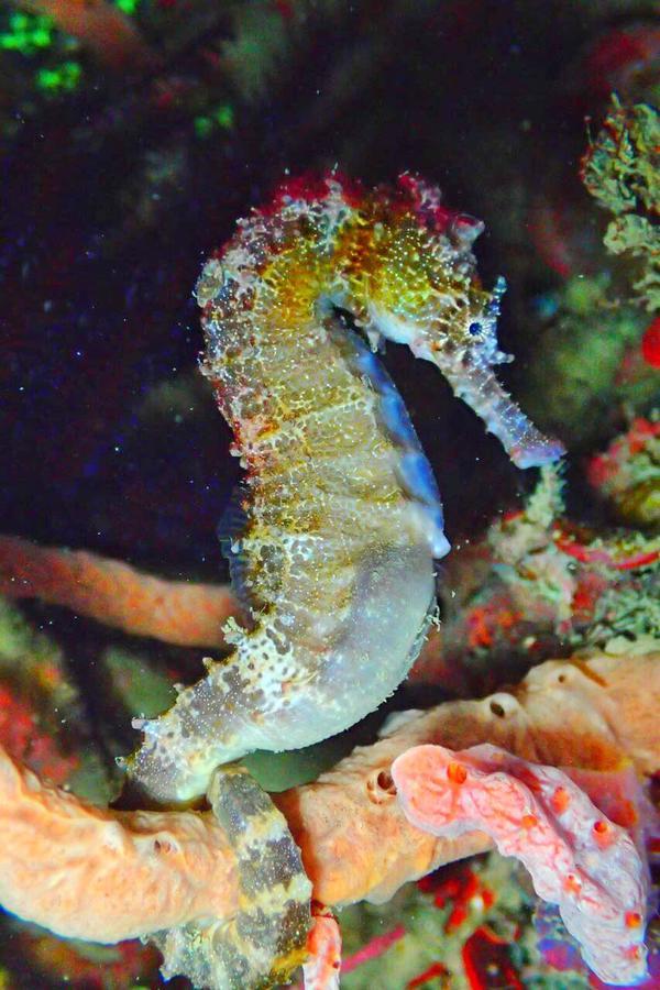 Sipadan Micro Dive Otel Mabul Island Dış mekan fotoğraf